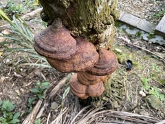 Ganoderma boninense