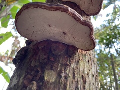Ganoderma boninense