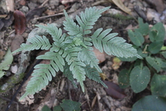 Pteris grevilleana