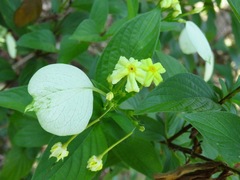 Pseudomussaenda flava