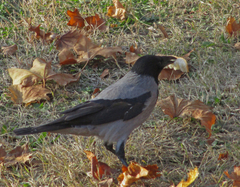 Corvus cornix