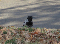Corvus cornix