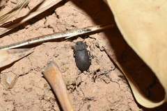 Gonocephalum subspinosum