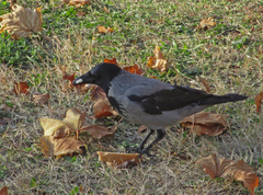 Corvus cornix
