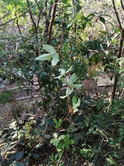 Passiflora viridiflora