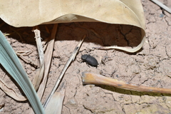 Gonocephalum subspinosum