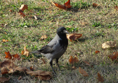 Corvus cornix