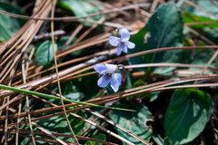 Viola umbraticola