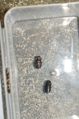 Gonocephalum subspinosum