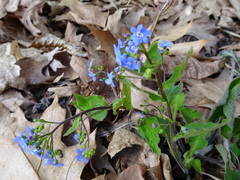 Brunnera