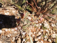 Hermannia abrotanoides