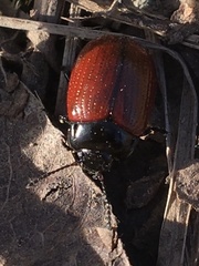 Chrysolina reitteri