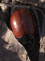 Chrysolina reitteri