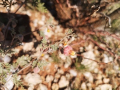 Hermannia abrotanoides