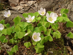 Oxalis acetosella