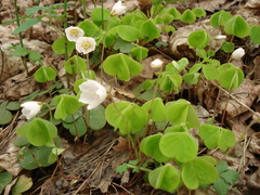 Oxalis acetosella
