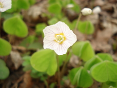 Oxalis acetosella