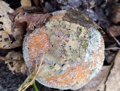 Penicillium italicum