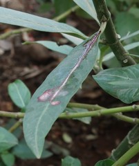 Danaus chrysippus