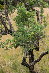 Gymnosporia glaucophylla