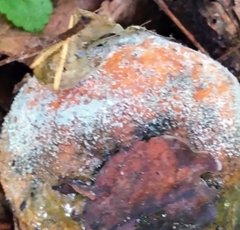 Penicillium italicum