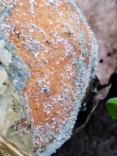 Penicillium italicum image