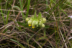 Hermannia grandistipula