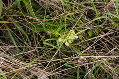 Hermannia grandistipula