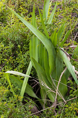Hypoxis colchicifolia