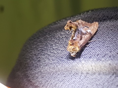 Ctenoplusia limbirena