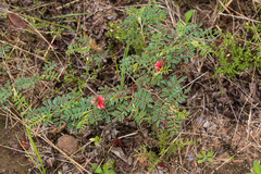 Indigofera williamsonii