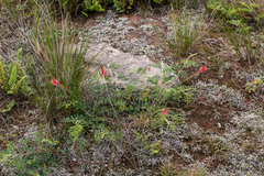 Indigofera williamsonii