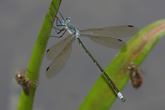 Lestes eurinus