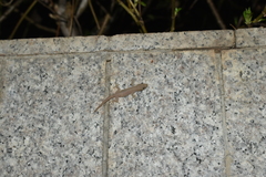 Gehyra mutilata