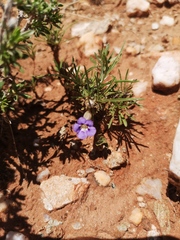 Aptosimum spinescens