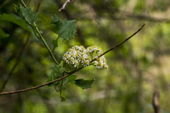 Microglossa mespilifolia