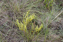 Psammotropha mucronata foliosa