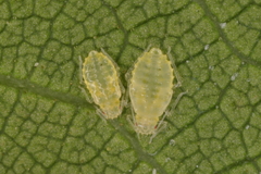 Chromaphis juglandicola
