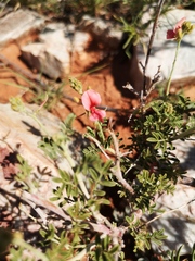 Indigofera heterotricha