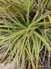 Encholirium spectabile