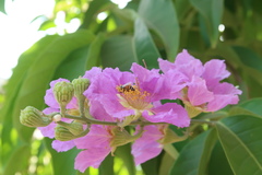Lagerstroemia speciosa