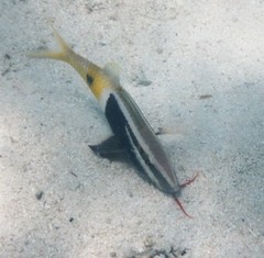 Parupeneus barberinoides