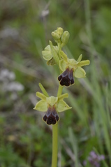 Ophrys fusca funerea