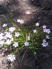 Catharanthus