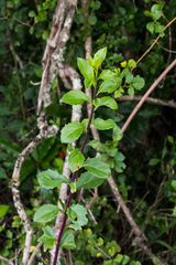 Senecio brachypodus