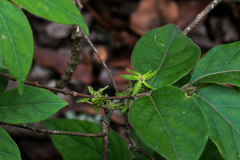Vangueria macrocalyx
