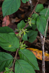 Vangueria macrocalyx