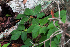 Vangueria macrocalyx