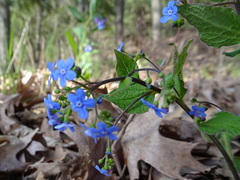 Brunnera