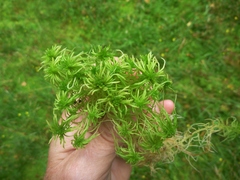 Sphagnum girgensohnii